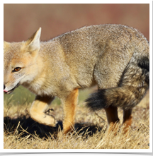 Grey Fox - Prowling Move Grey Fox - Prowling Move